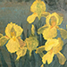 Noriko Mitani Gallery